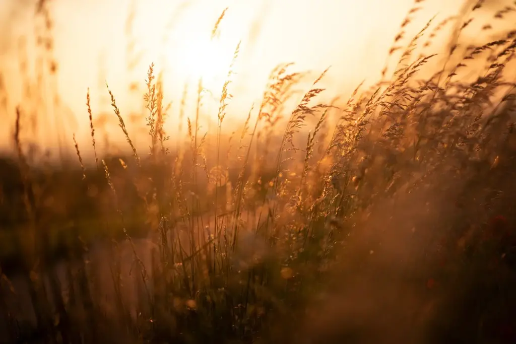 Ein Ausschnitt aus einem Kornfeld bei Sonnenaufgang. Die Halme biegen sich im sanften Wind.